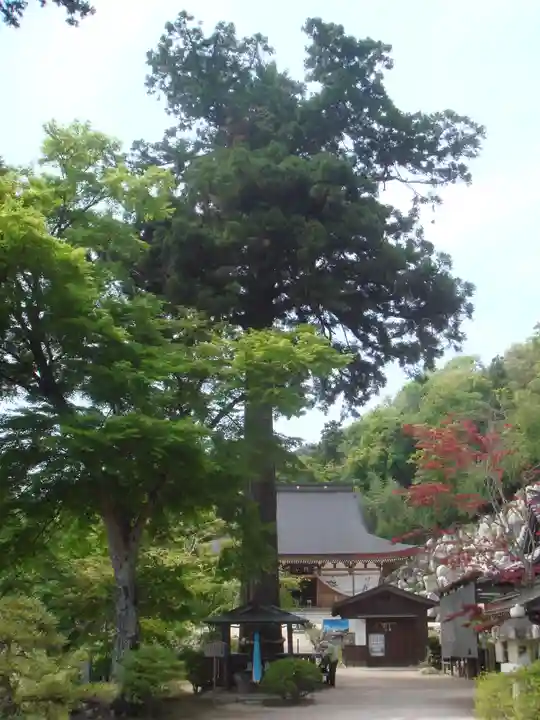 観音正寺の自然