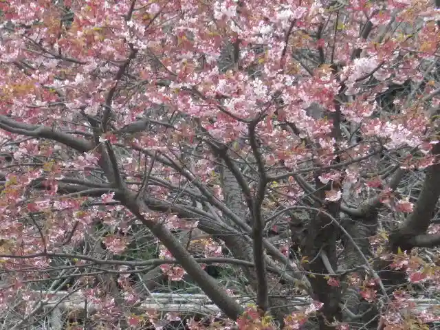 鶴岡八幡宮の自然