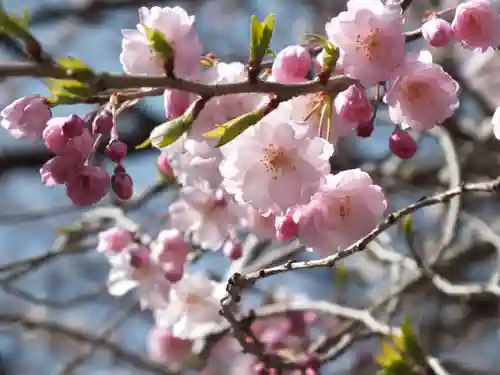 園城寺（三井寺）の自然