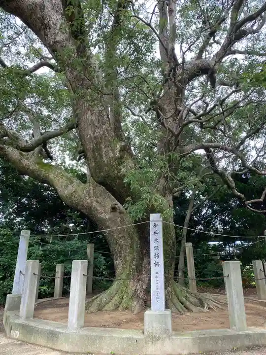 高田八幡神社の自然