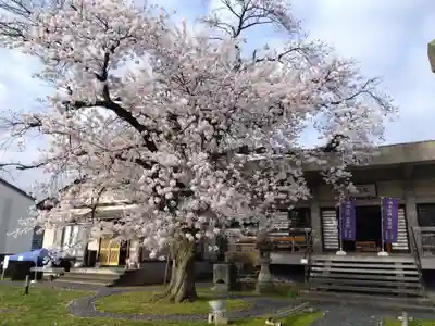 妙経寺(福井県)