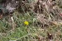 三春大神宮の自然