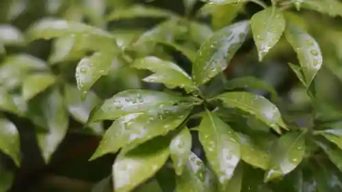 青蓮院門跡(京都府)