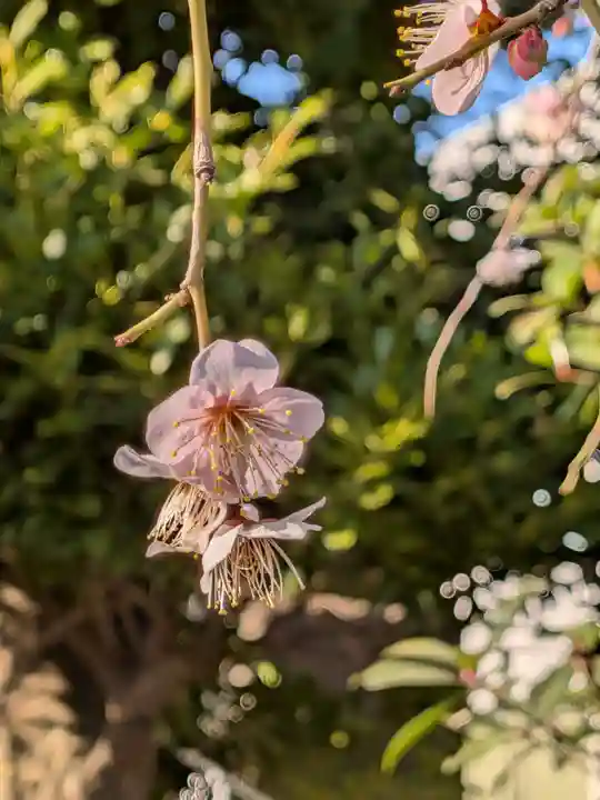 瑞円寺(東京都)