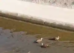 性海寺の動物