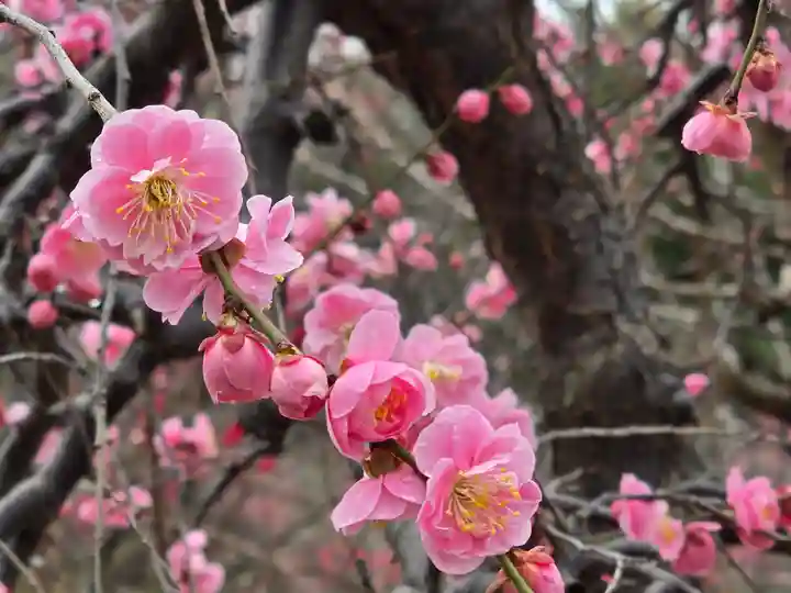 多治速比売神社(大阪府)
