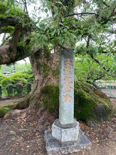 北野天満宮の自然