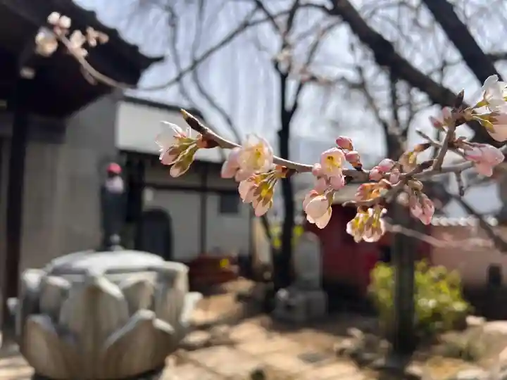 秩父札所十三番 慈眼寺の自然