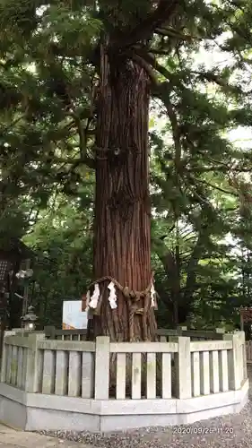 諏訪大社下社秋宮の自然