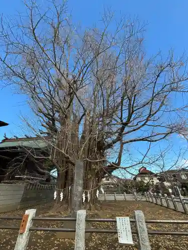 葛飾八幡宮(千葉県)