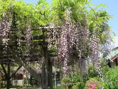 亀戸天神社(東京都)