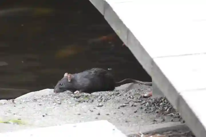 平塚八幡宮の動物