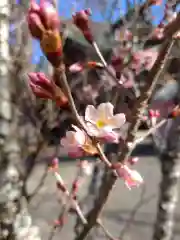 賀羅加波神社の自然