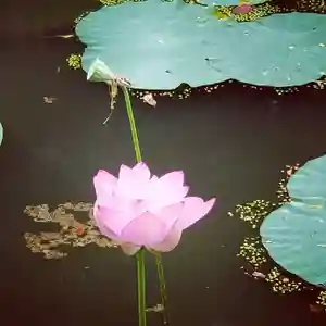 牛嶋天満宮の自然(2021年07月31日(土) 11時30分54秒投稿)