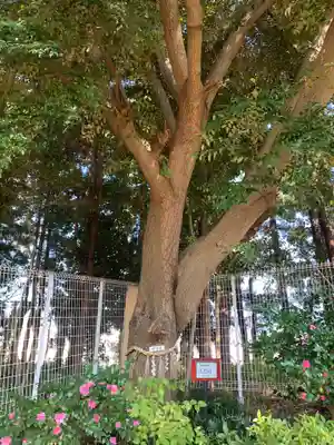 女郎濱稲荷(千葉県)