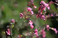 高司神社〜むすびの神の鎮まる社〜の自然