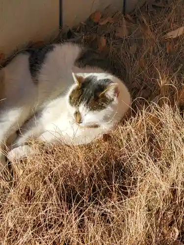  三嶋神社の動物