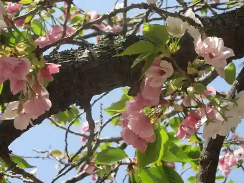 極楽寺（霊鷲山感應院極楽律寺）の自然