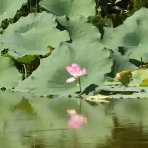 鏡石鹿嶋神社 *安産・開運・勝利の神さま*(福島県)(2025年09月19日(金) 13時41分44秒投稿)