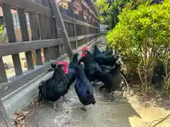 玉祖神社(山口県)