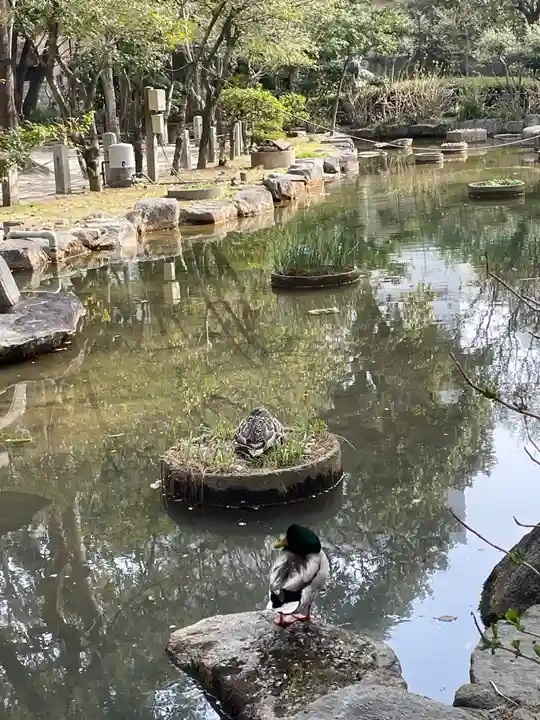 住吉神社の動物