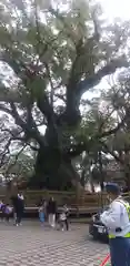 蒲生八幡神社の自然