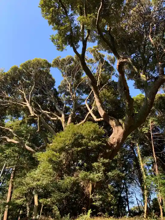 小高神社の自然
