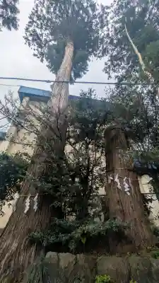 八雲神社の{uncategorized: "未分類", other: "その他", undefined: "問題あり", building: "その他建物", grave: "お墓", sacred_gate: "鳥居", guardian: "狛犬", statue: "像", buddha: "仏像", history: "歴史", nature: "自然", garden: "庭園", animal: "動物", pagoda: "塔", temizu: "手水舎", mountain_gate: "山門・神門", sanctuary: "本殿・本堂", subordinate: "末社・摂社", art: "芸術", scenery: "景色", jizo: "地蔵", ema: "絵馬", goshuin: "御朱印", omikuji: "おみくじ", items: "授与品その他", amulet: "お守り", goshuincho: "御朱印帳", eats: "食事", festival: "お祭り", votive_dance: "神楽", shichigosan: "七五三参", wedding: "結婚式", experience: "体験その他", initially: "初詣", around: "周辺", anti_infection: "感染症対策"}