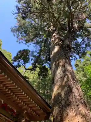 八乙女根尾神社の自然