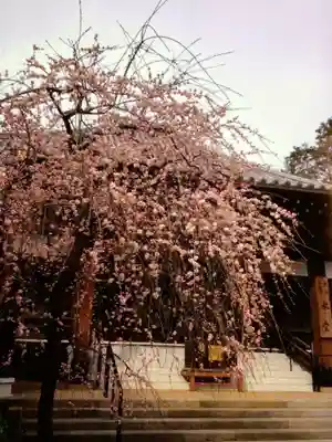 妙法寺(東京都)