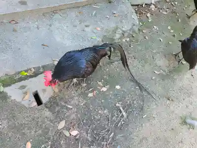 玉祖神社(山口県)