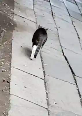 小野照崎神社(東京都)