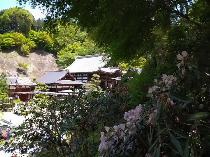 岡寺(龍蓋寺)(奈良県)