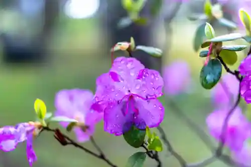 北海道護國神社の自然