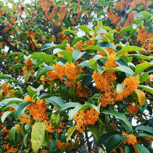 豊景神社の自然
