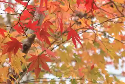 西教寺(滋賀県)