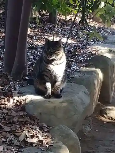 駒木諏訪神社の動物