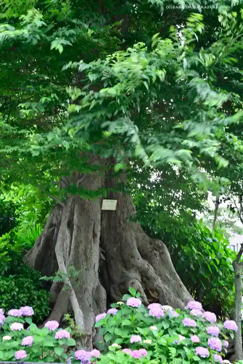 白山神社(東京都)