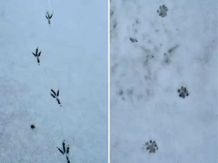 本別稲荷神社の{uncategorized: "未分類", other: "その他", undefined: "問題あり", building: "その他建物", grave: "お墓", sacred_gate: "鳥居", guardian: "狛犬", statue: "像", buddha: "仏像", history: "歴史", nature: "自然", garden: "庭園", animal: "動物", pagoda: "塔", temizu: "手水舎", mountain_gate: "山門・神門", sanctuary: "本殿・本堂", subordinate: "末社・摂社", art: "芸術", scenery: "景色", jizo: "地蔵", ema: "絵馬", goshuin: "御朱印", omikuji: "おみくじ", items: "授与品その他", amulet: "お守り", goshuincho: "御朱印帳", eats: "食事", festival: "お祭り", votive_dance: "神楽", shichigosan: "七五三参", wedding: "結婚式", experience: "体験その他", initially: "初詣", around: "周辺", anti_infection: "感染症対策"}
