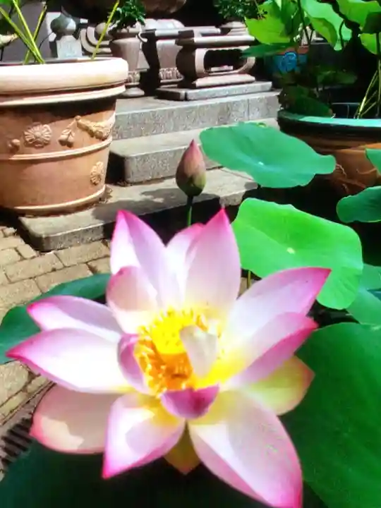 宗延寺(東京都)