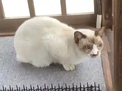 椿神明社の動物