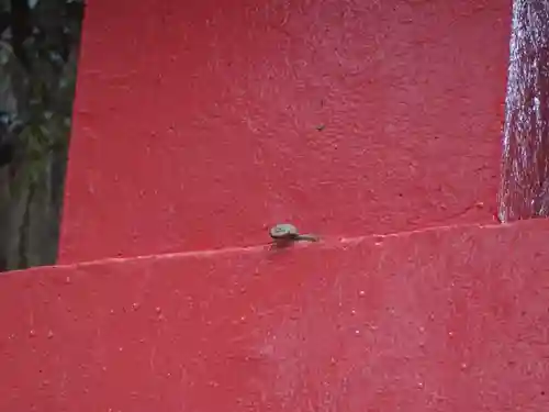 箱根神社の動物