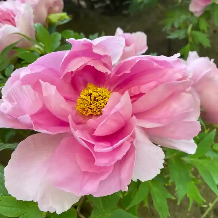 上野東照宮(東京都)