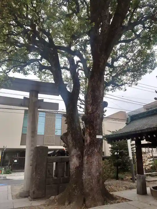 麻布氷川神社の自然