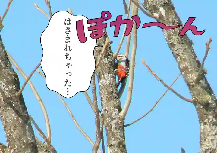 留辺蘂神社の動物