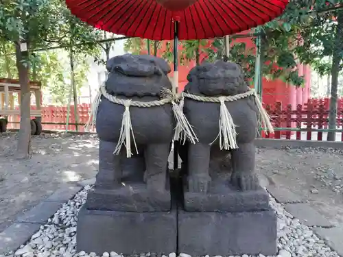 浅草神社の狛犬