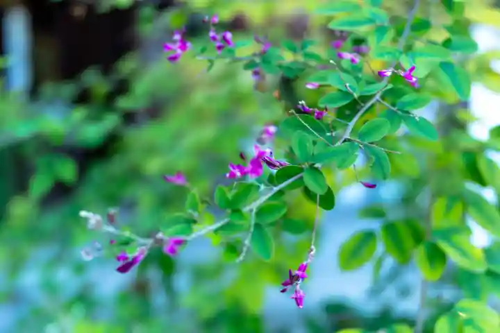 梨木神社(京都府)