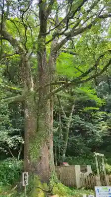 精矛神社(鹿児島県)