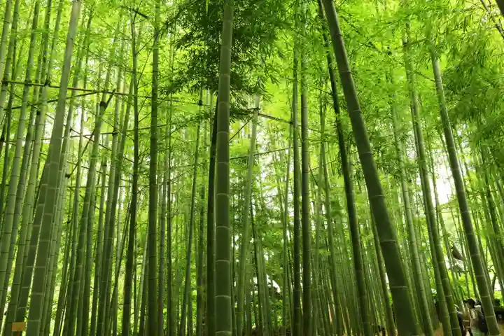 報国寺(神奈川県)