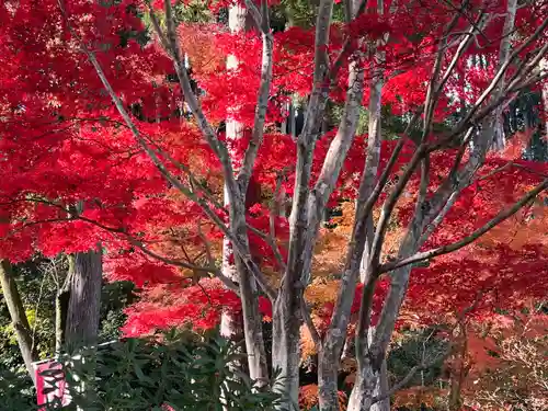 高麗神社(埼玉県)